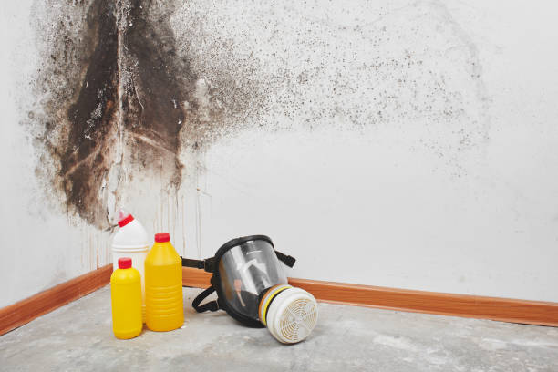 Best Commercial Mold Removal  in Princeton, WV