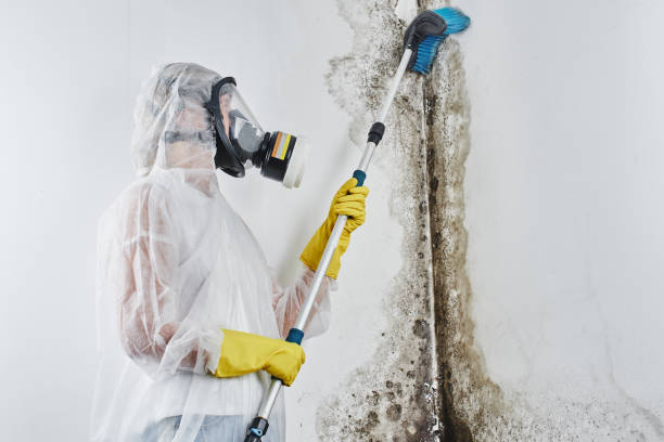 Attic Mold Removal in Princeton, WV