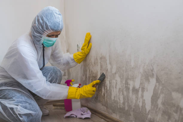 Best Attic Mold Removal  in Princeton, WV