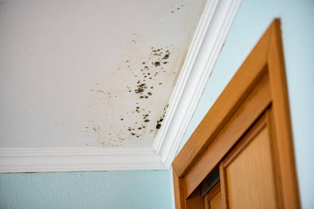 Professional Mold Removal in Princeton, WV