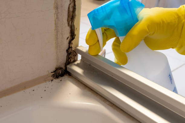 Best Home Mold Removal  in Princeton, WV