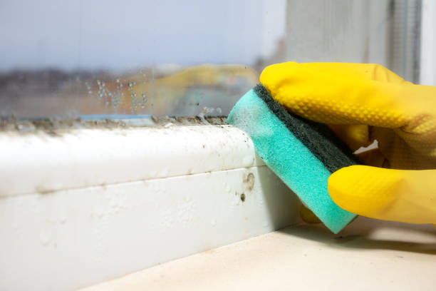 Best Mold Cleaning Services  in Princeton, WV