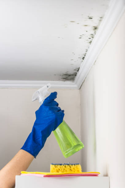 Best Certified Mold Removal  in Princeton, WV
