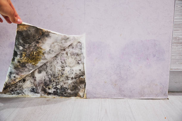 Best Mold Testing  in Princeton, WV